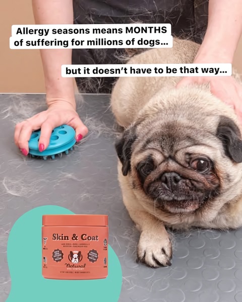 A 4:5 vertical ad creative featuring a dog, shedding fur, and the product bottle, highlighting the relief of seasonal allergy symptoms.